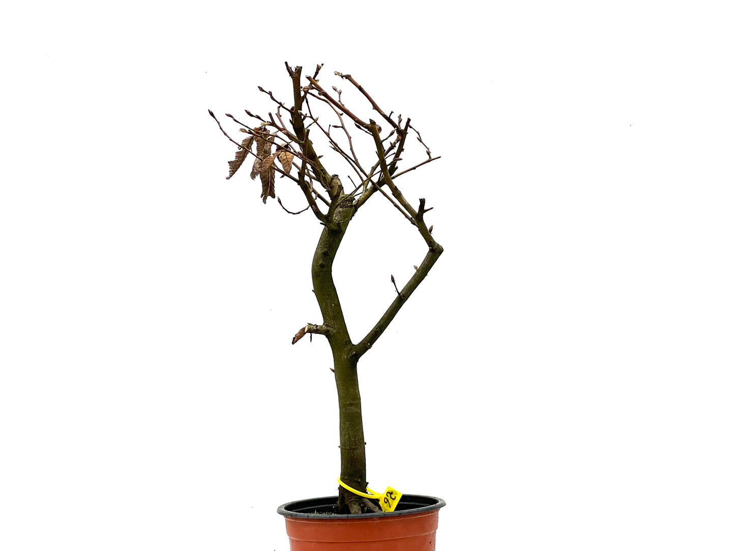 Carpinus Betulus 3570