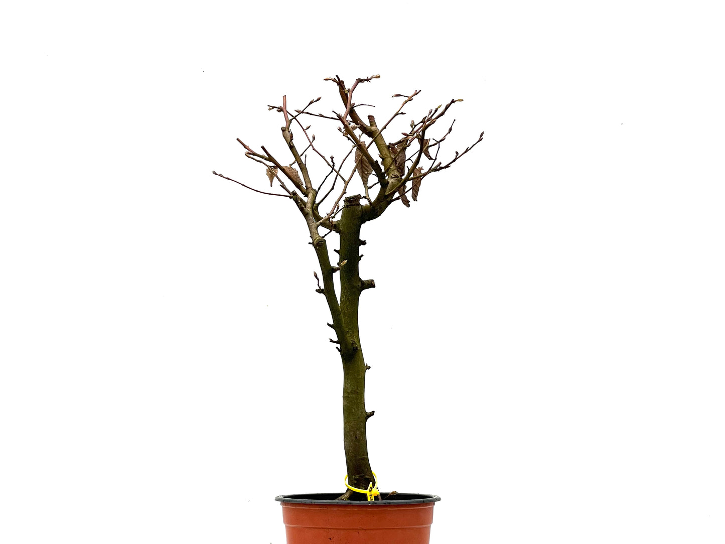 Carpinus Betulus 3570