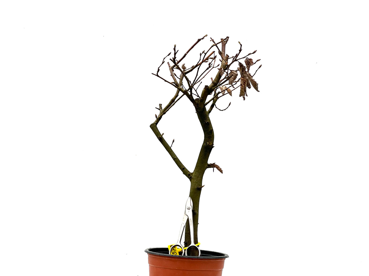 Carpinus Betulus 3570