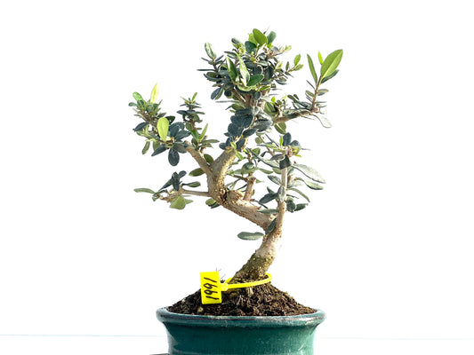Olea Europaea Sylvestris 1991