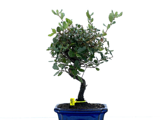 Quercus Suber 2987