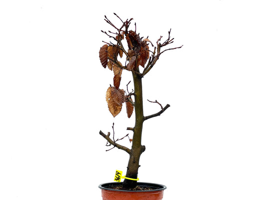Carpinus Betulus 3619
