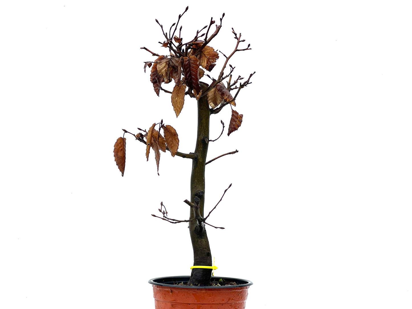 Carpinus Betulus 3619