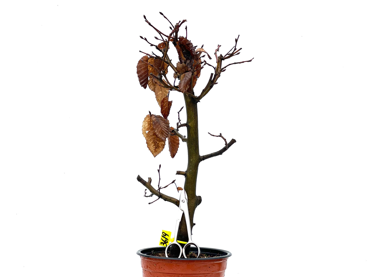 Carpinus Betulus 3619