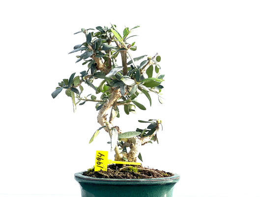 Olea Europaea Sylvestris 1994