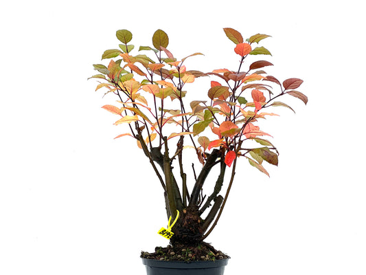 Malus Floribunda 3618