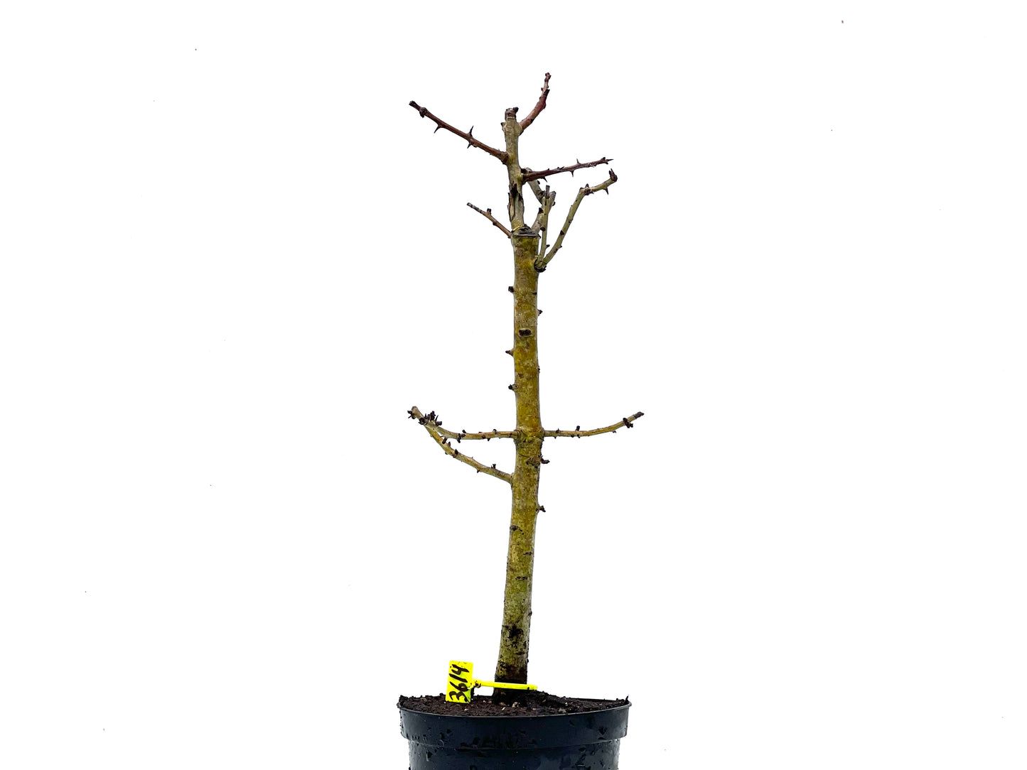 Crataegus Monogyna 3614