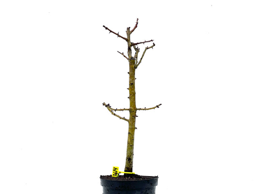 Crataegus Monogyna 3614
