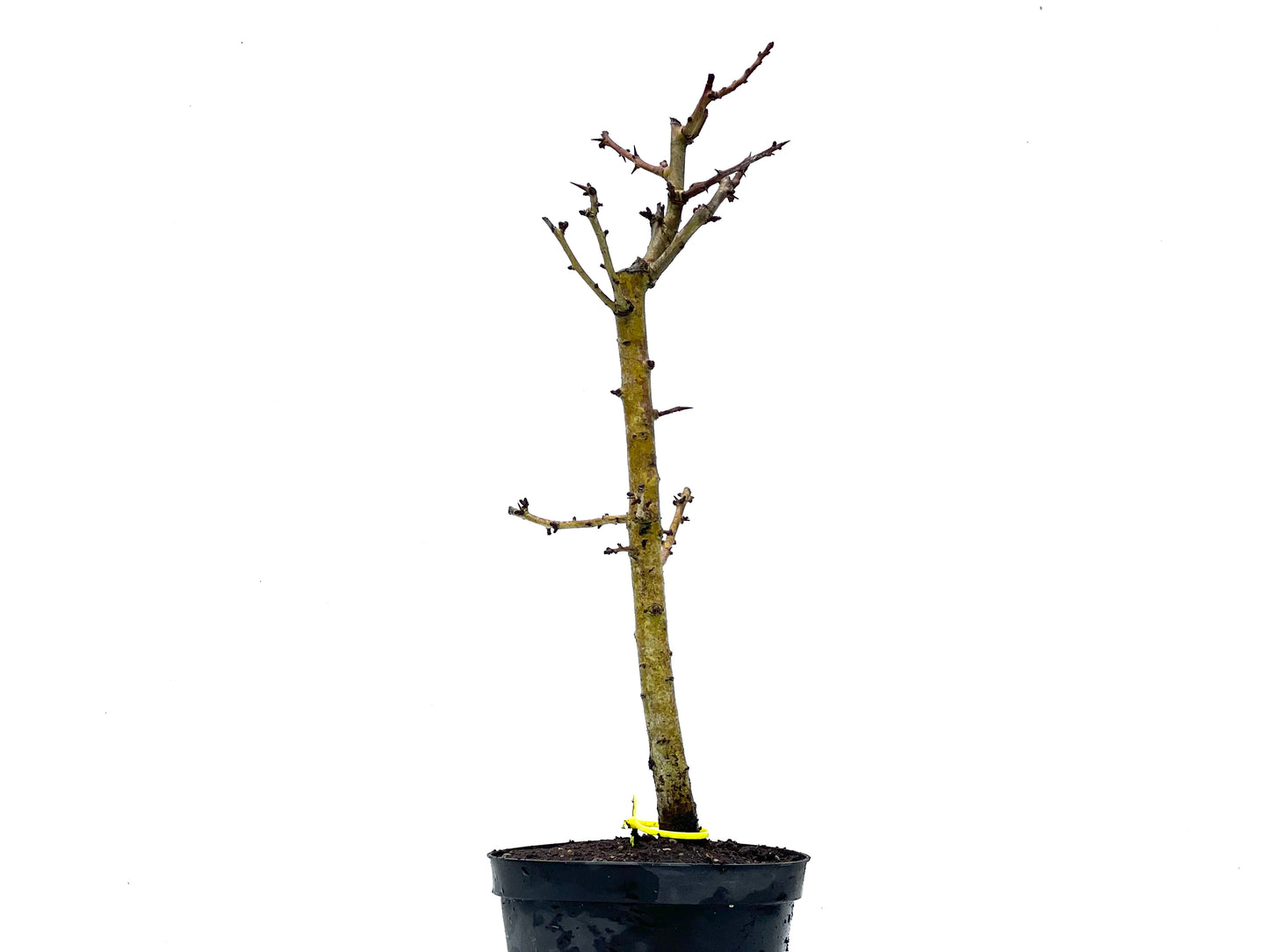 Crataegus Monogyna 3614