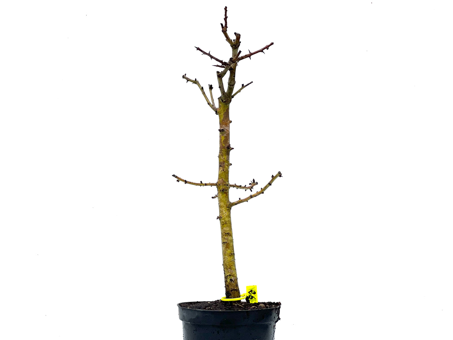 Crataegus Monogyna 3614