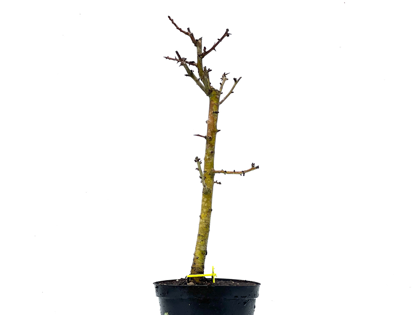 Crataegus Monogyna 3614