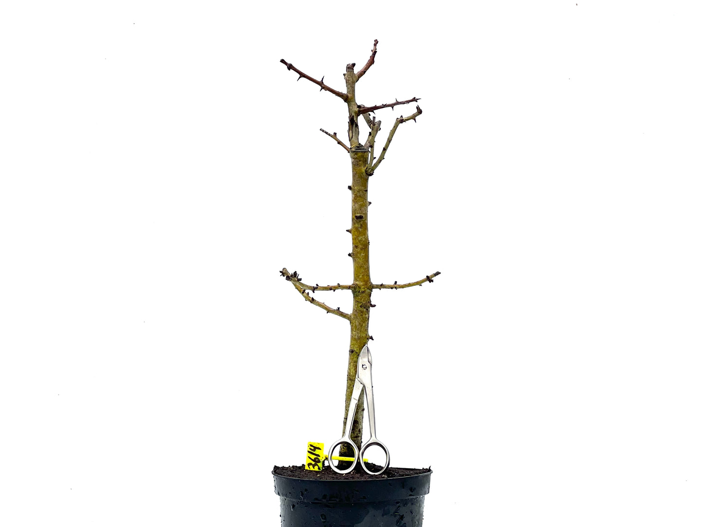 Crataegus Monogyna 3614