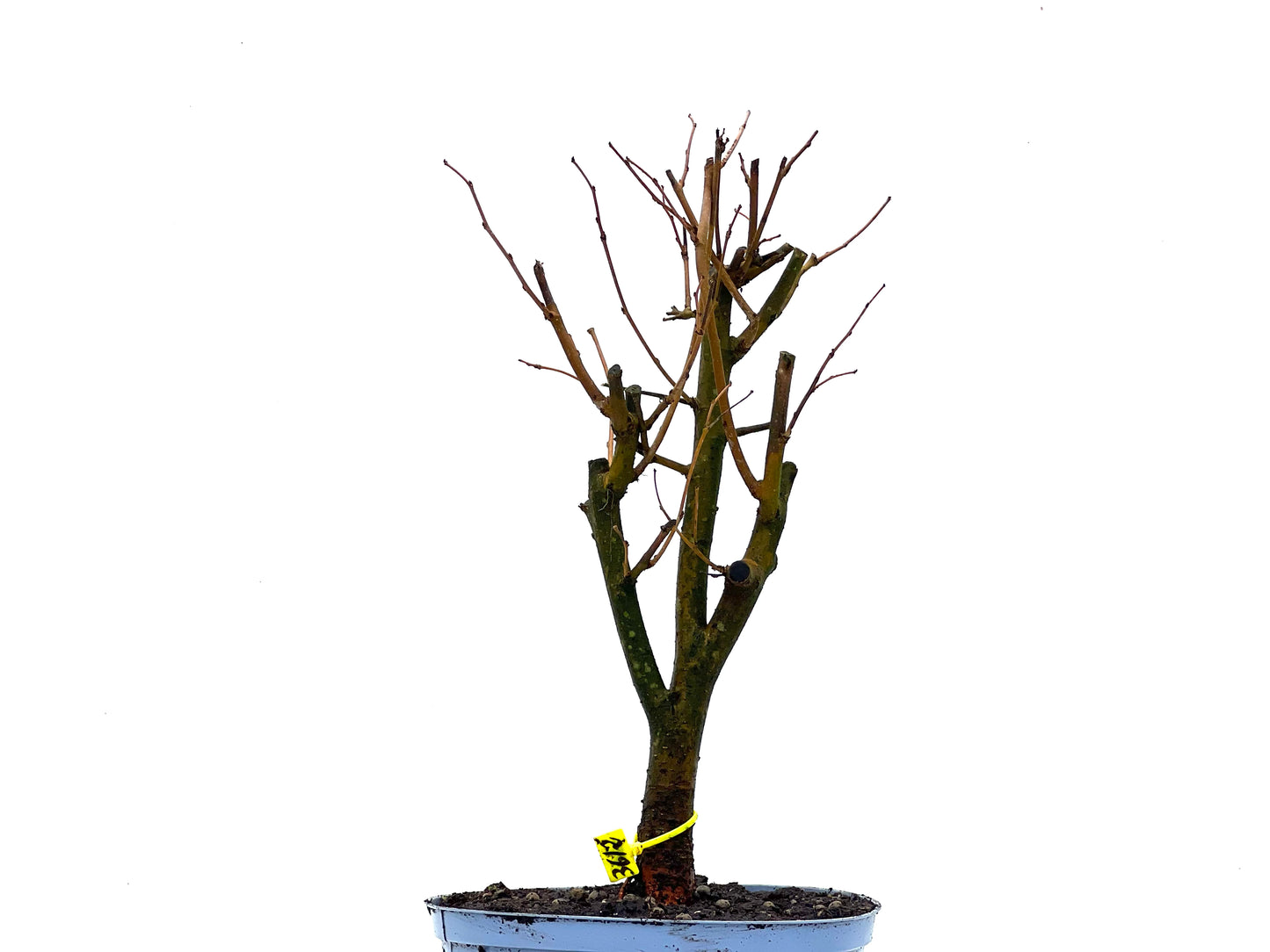 Morus Alba 3612