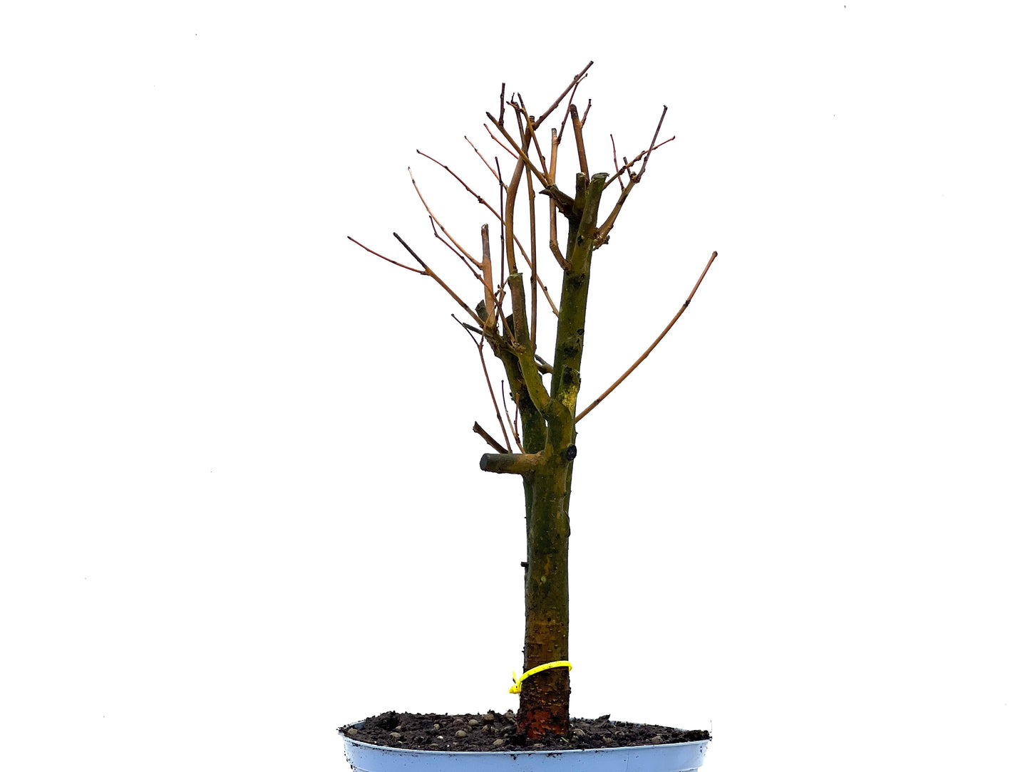 Morus Alba 3612