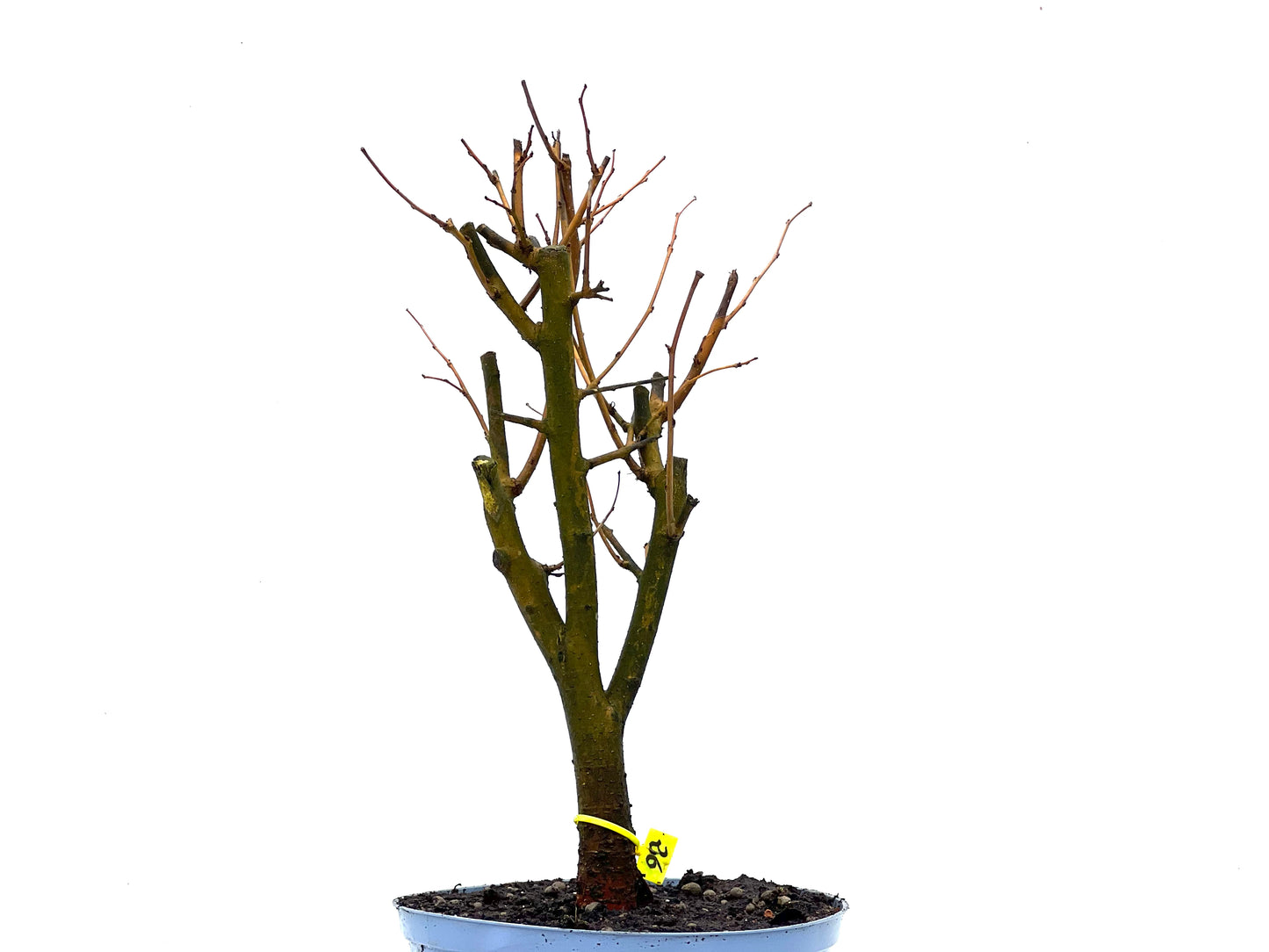 Morus Alba 3612