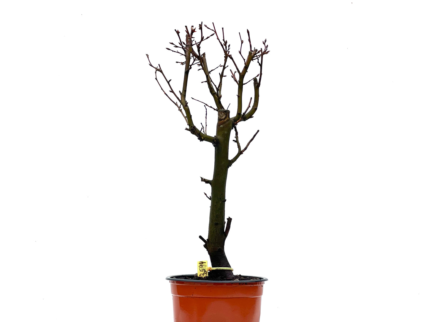 Carpinus Betulus 3594