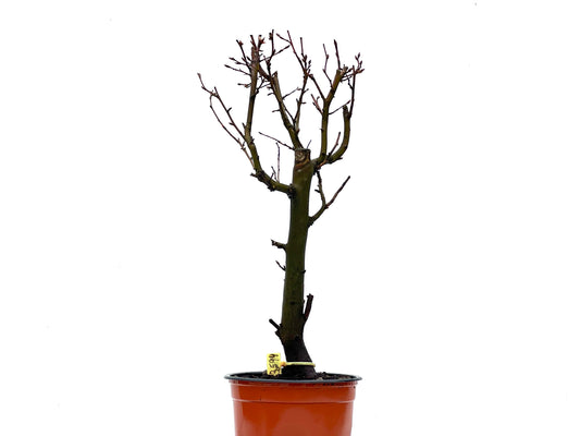 Carpinus Betulus 3594