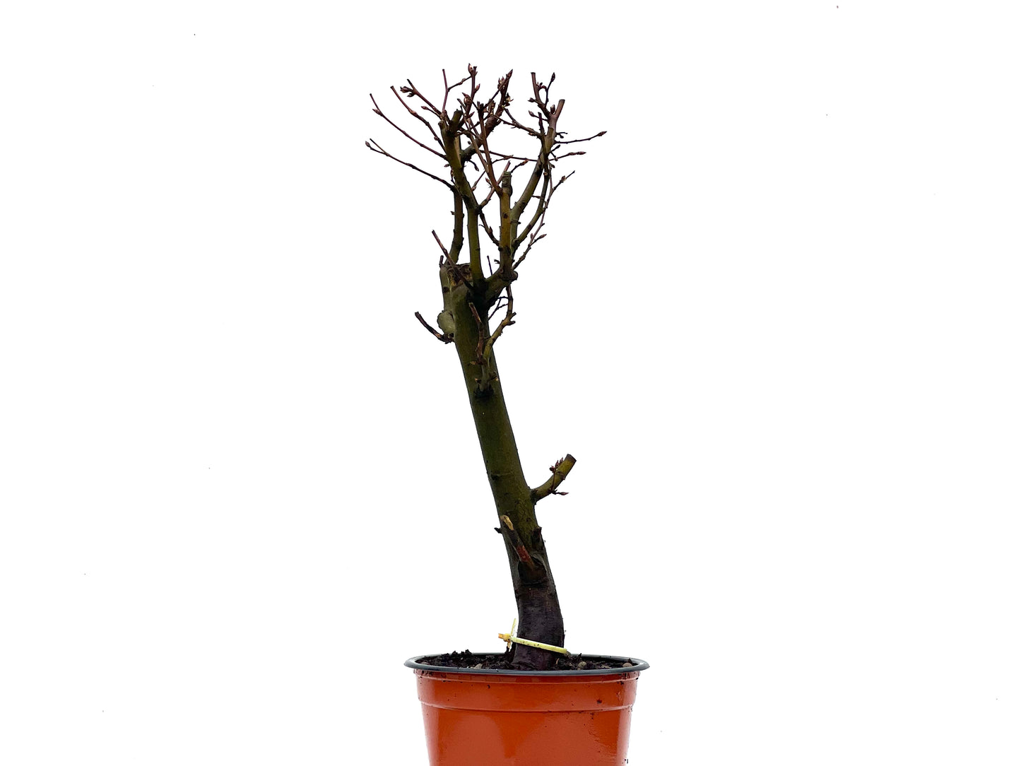 Carpinus Betulus 3594