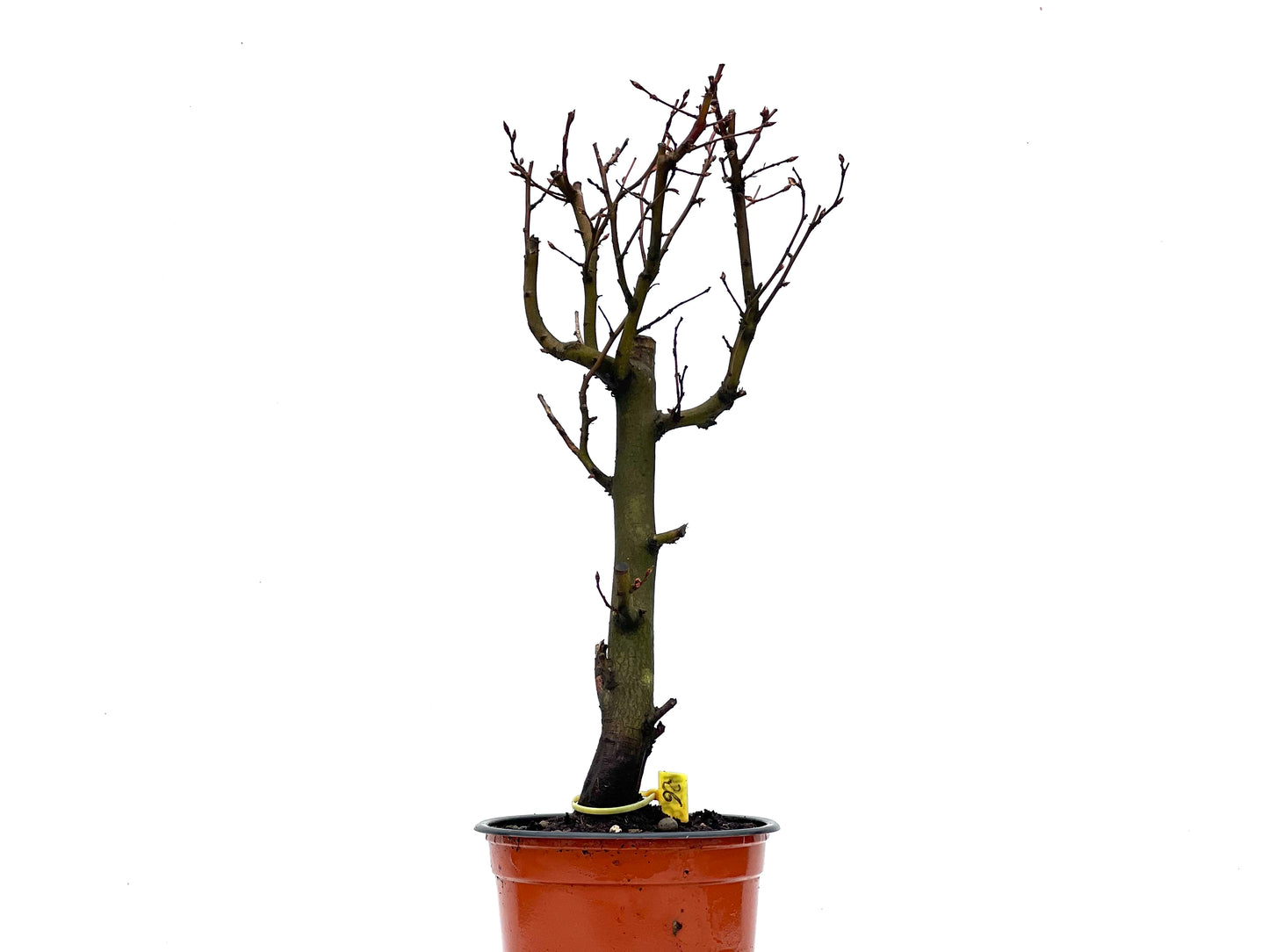 Carpinus Betulus 3594