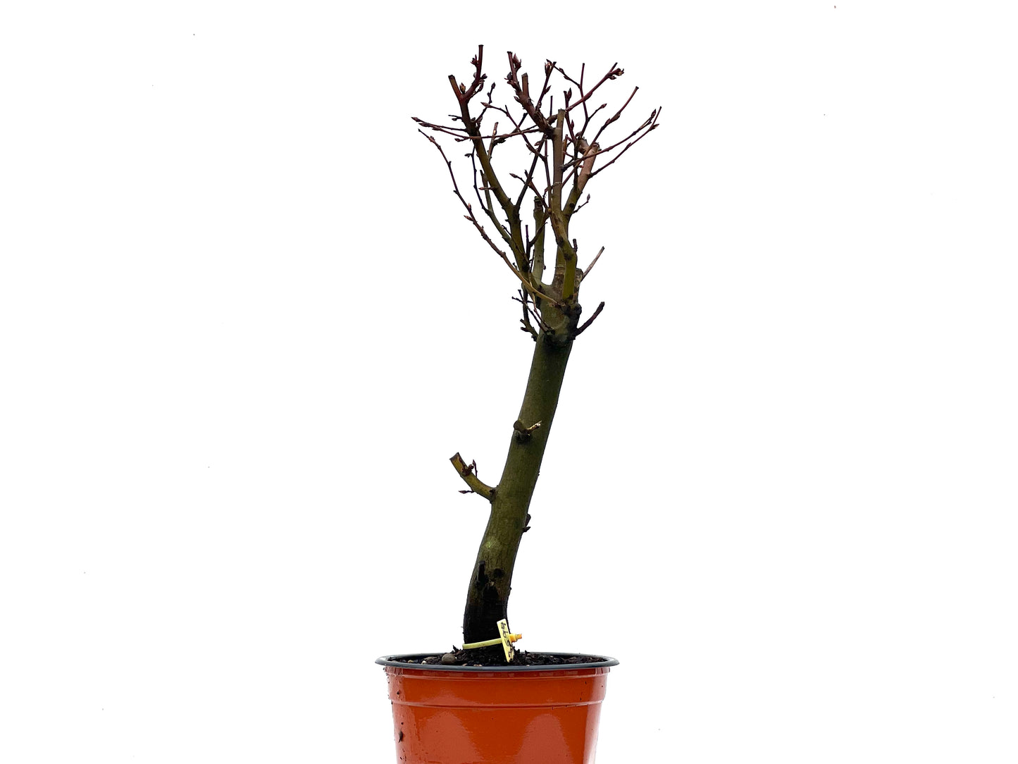 Carpinus Betulus 3594