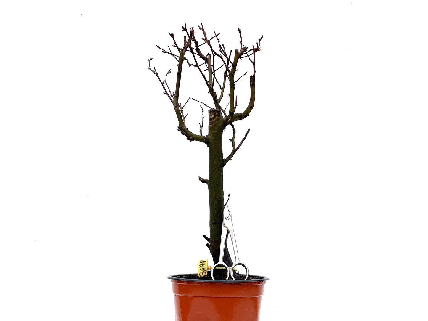 Carpinus Betulus 3594