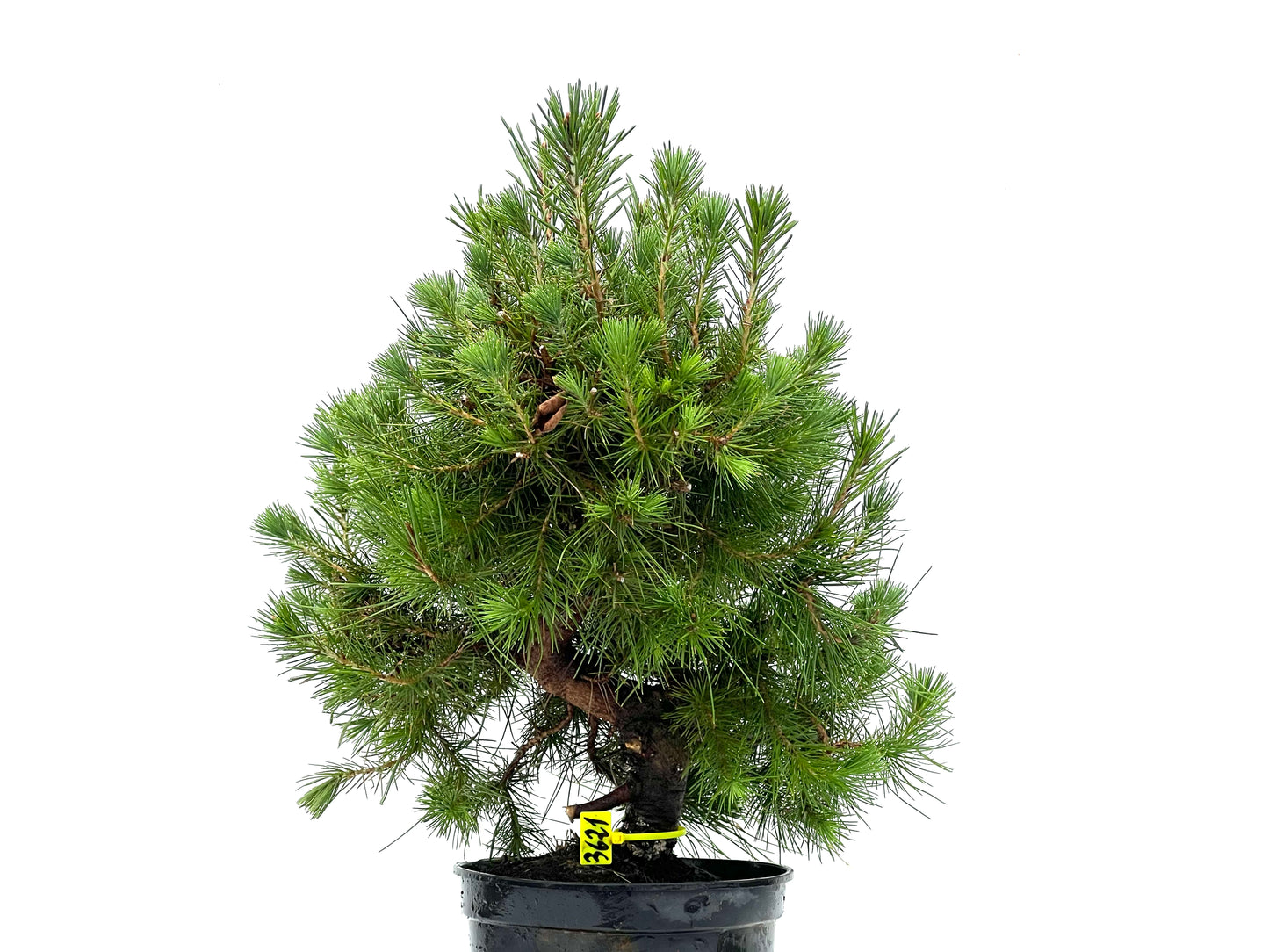 Pinus Halepensis 3621