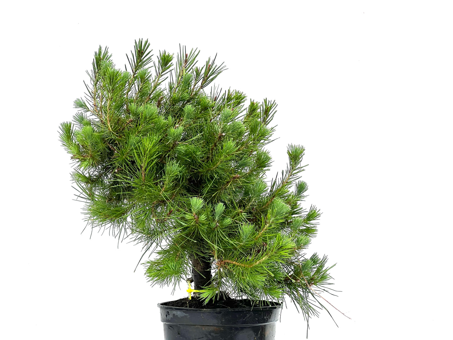 Pinus Halepensis 3621