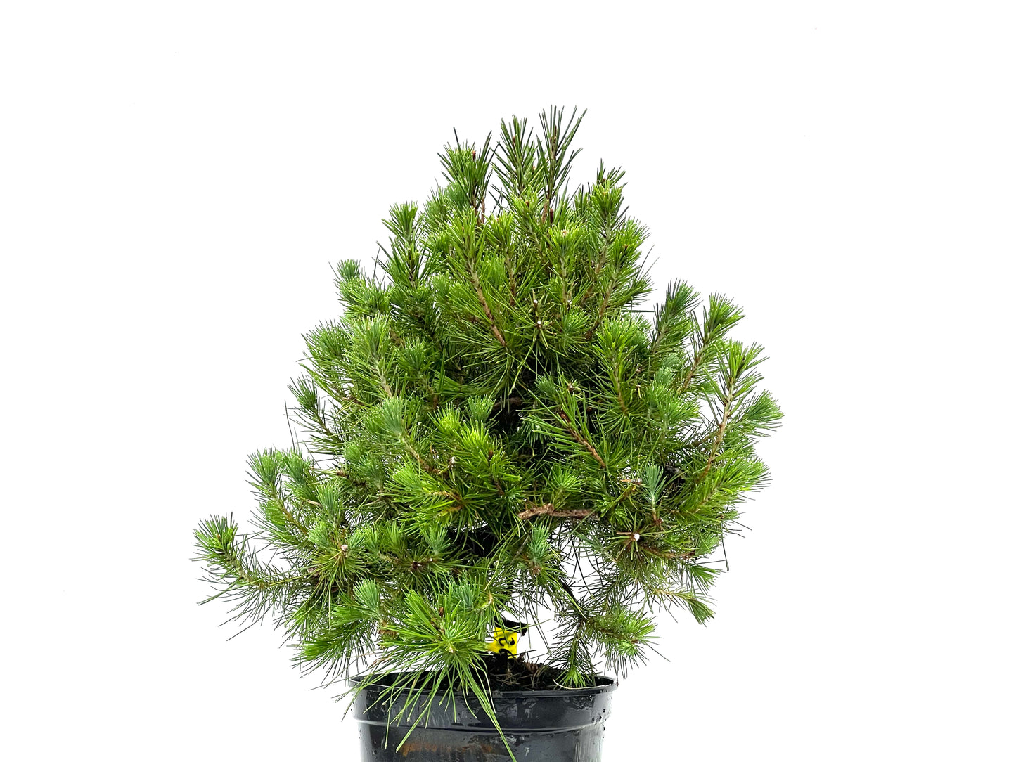 Pinus Halepensis 3621