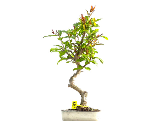 Punica Granatum Nejikan 1999