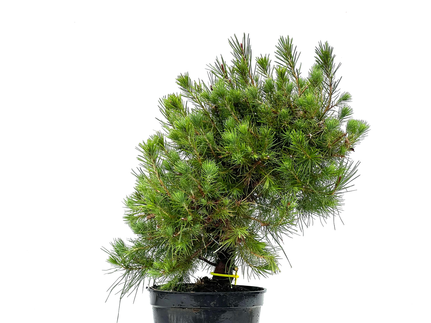 Pinus Halepensis 3621