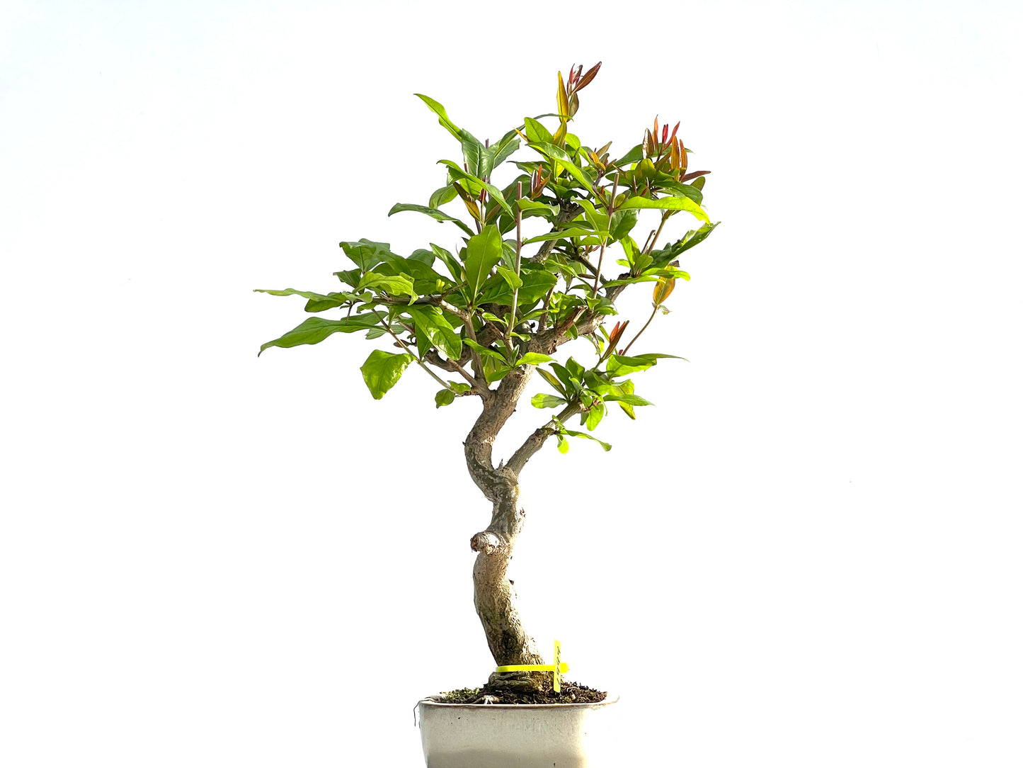 Punica Granatum Nejikan 1999