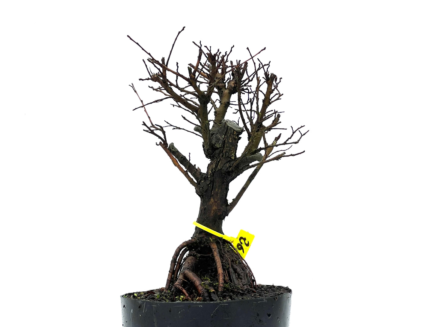 Olmo Nire Keyaki 3599