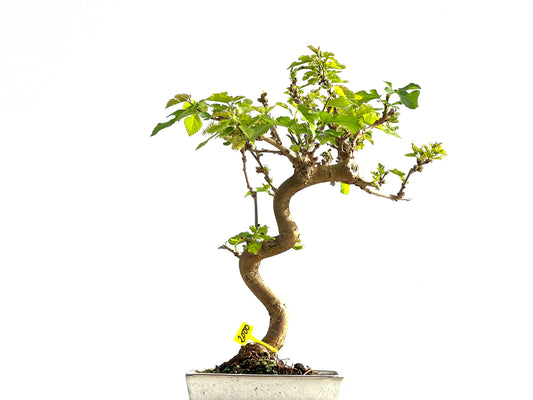 Morus Alba 2000