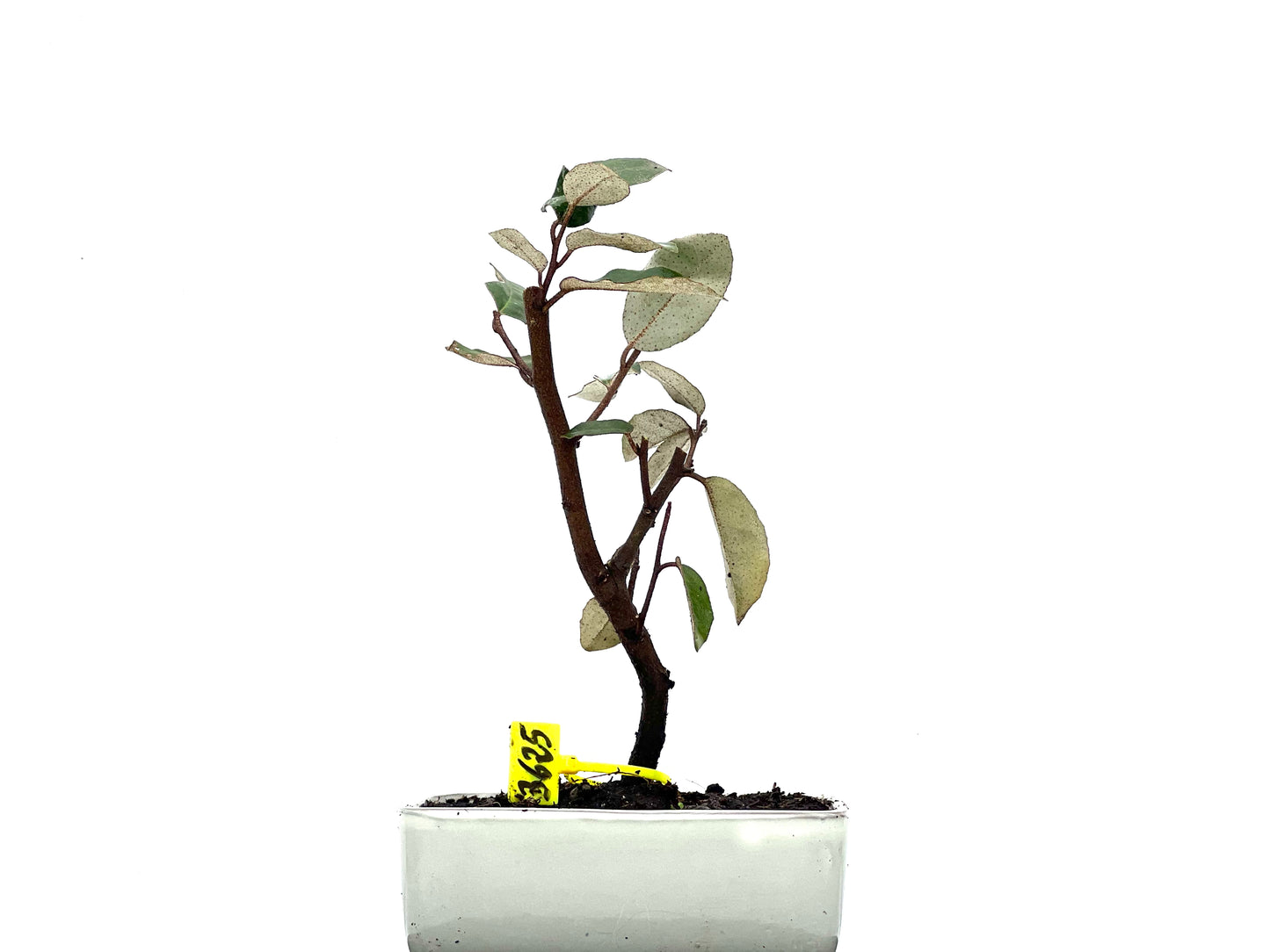 Eleagnus Pungens 3625