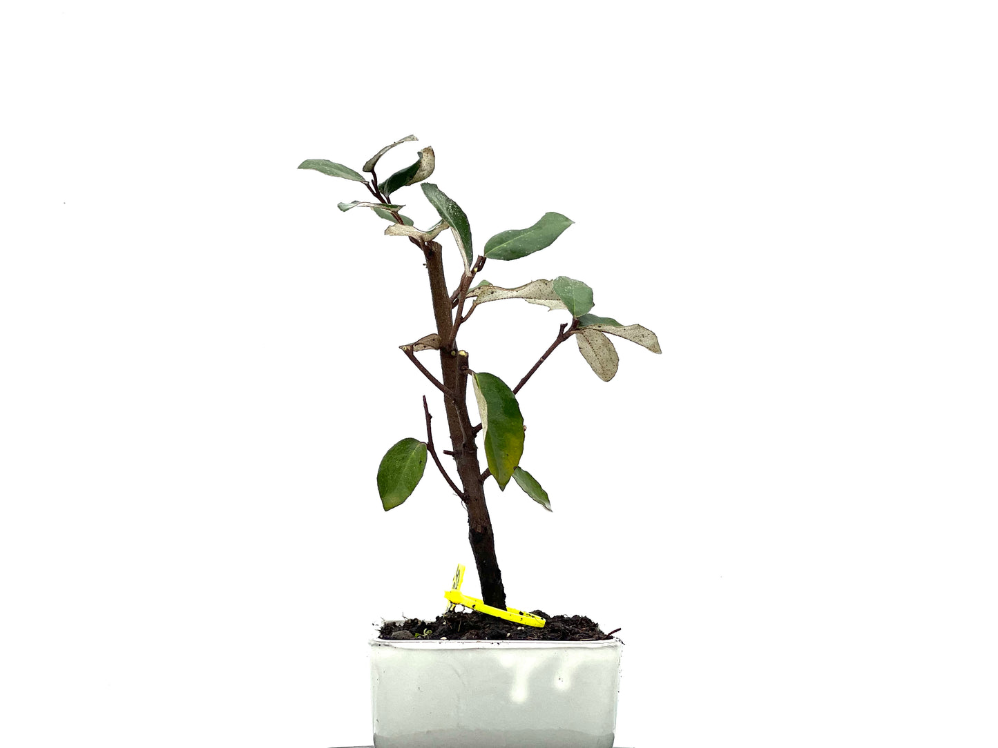 Eleagnus Pungens 3625