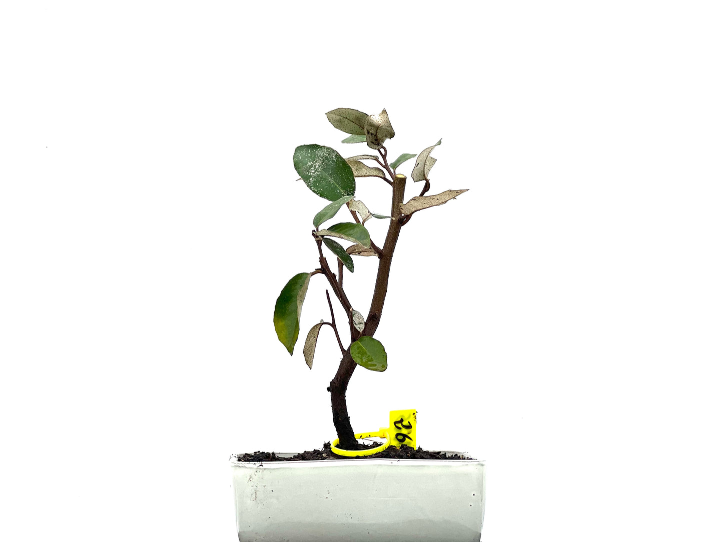 Eleagnus Pungens 3625