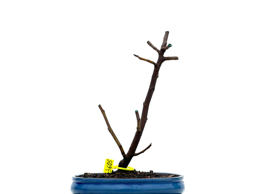Ficus Carica 3605