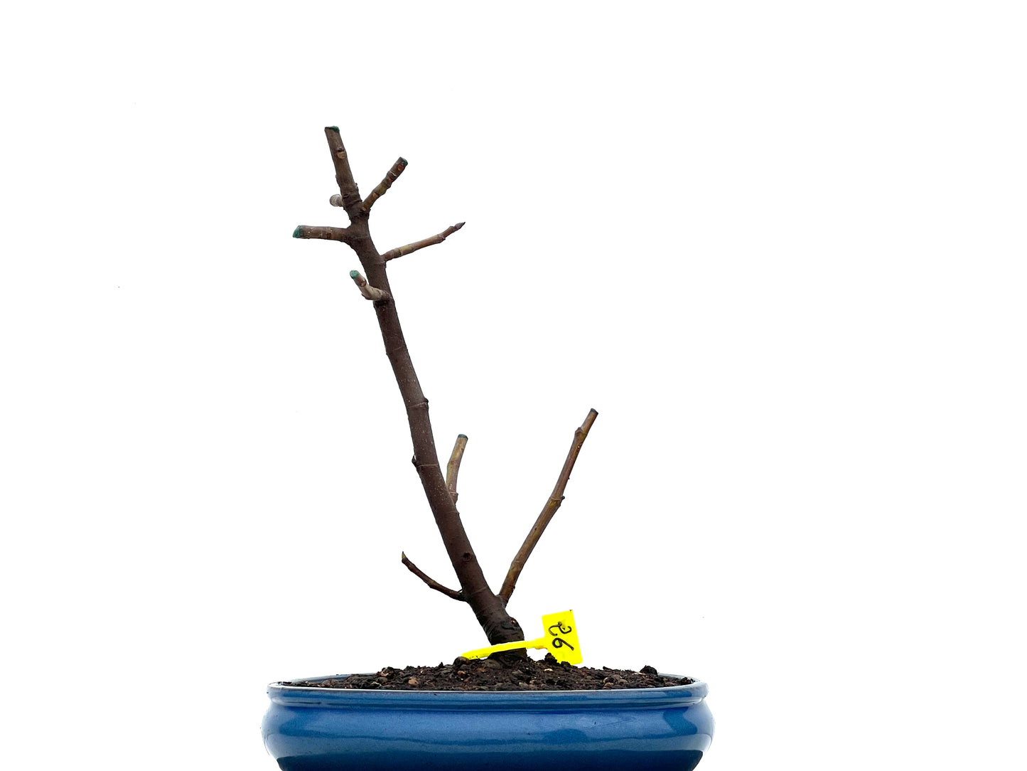 Ficus Carica 3605
