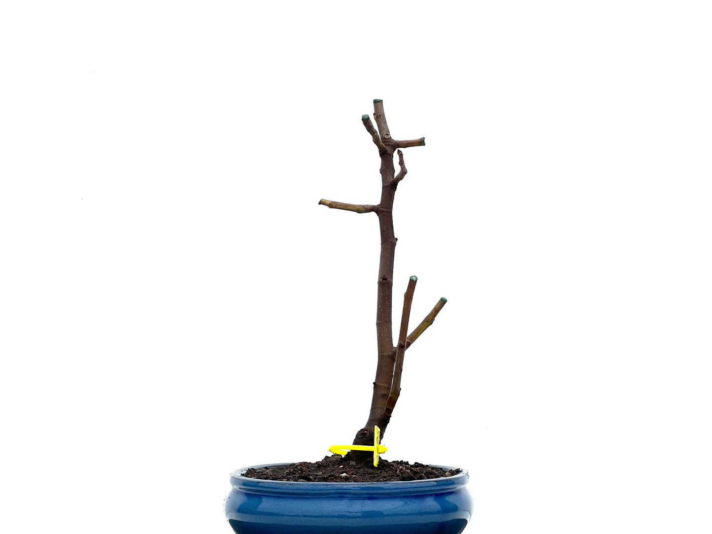Ficus Carica 3605