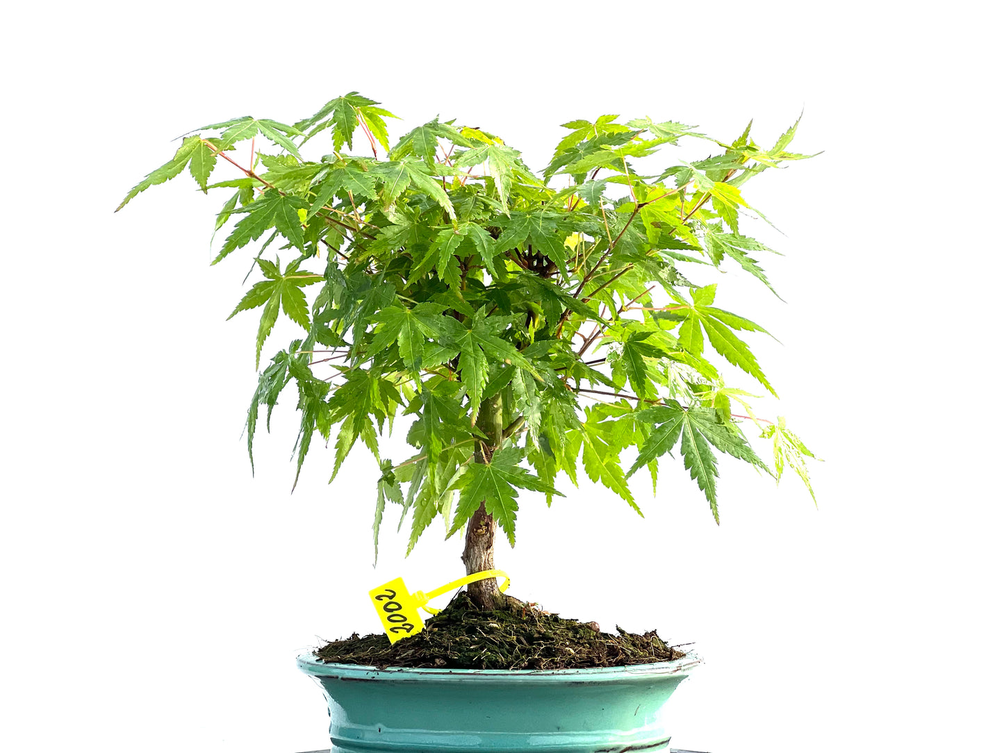 Acer Palmatum 2002