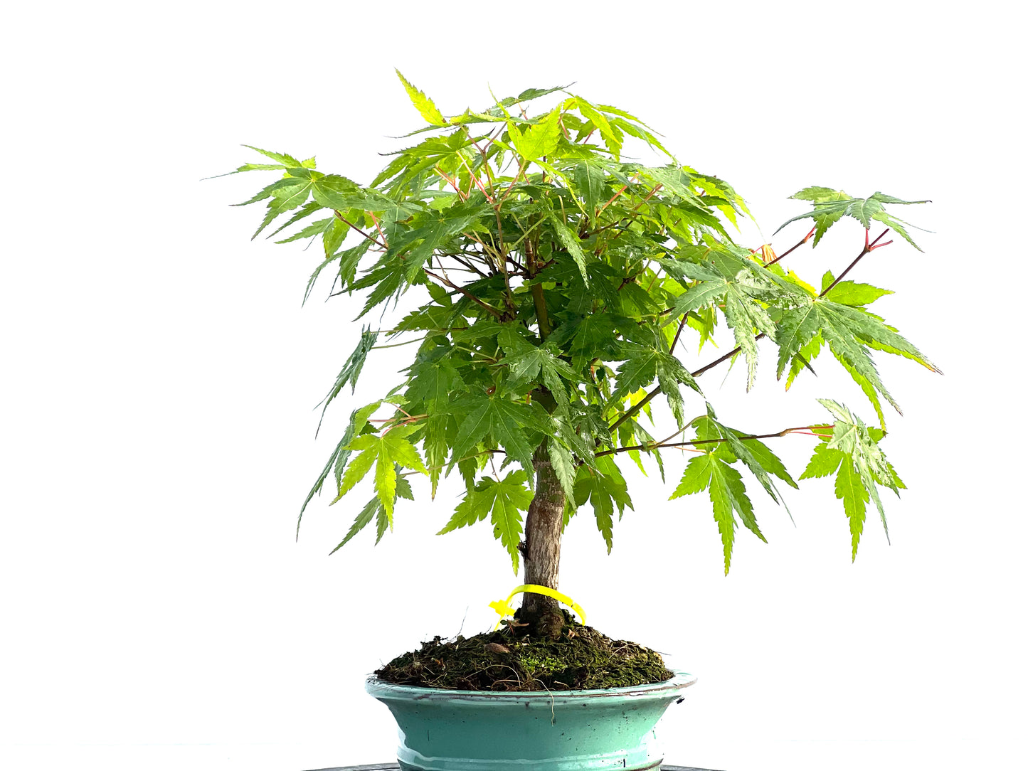Acer Palmatum 2002