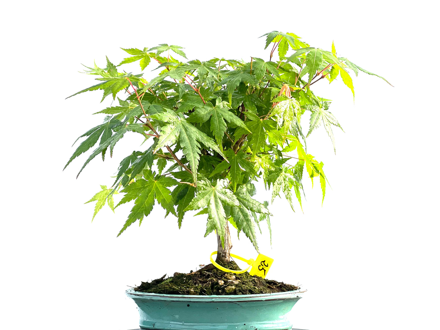 Acer Palmatum 2002