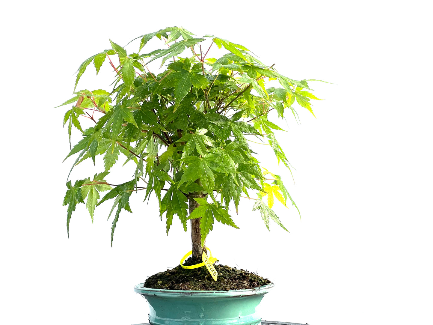 Acer Palmatum 2002