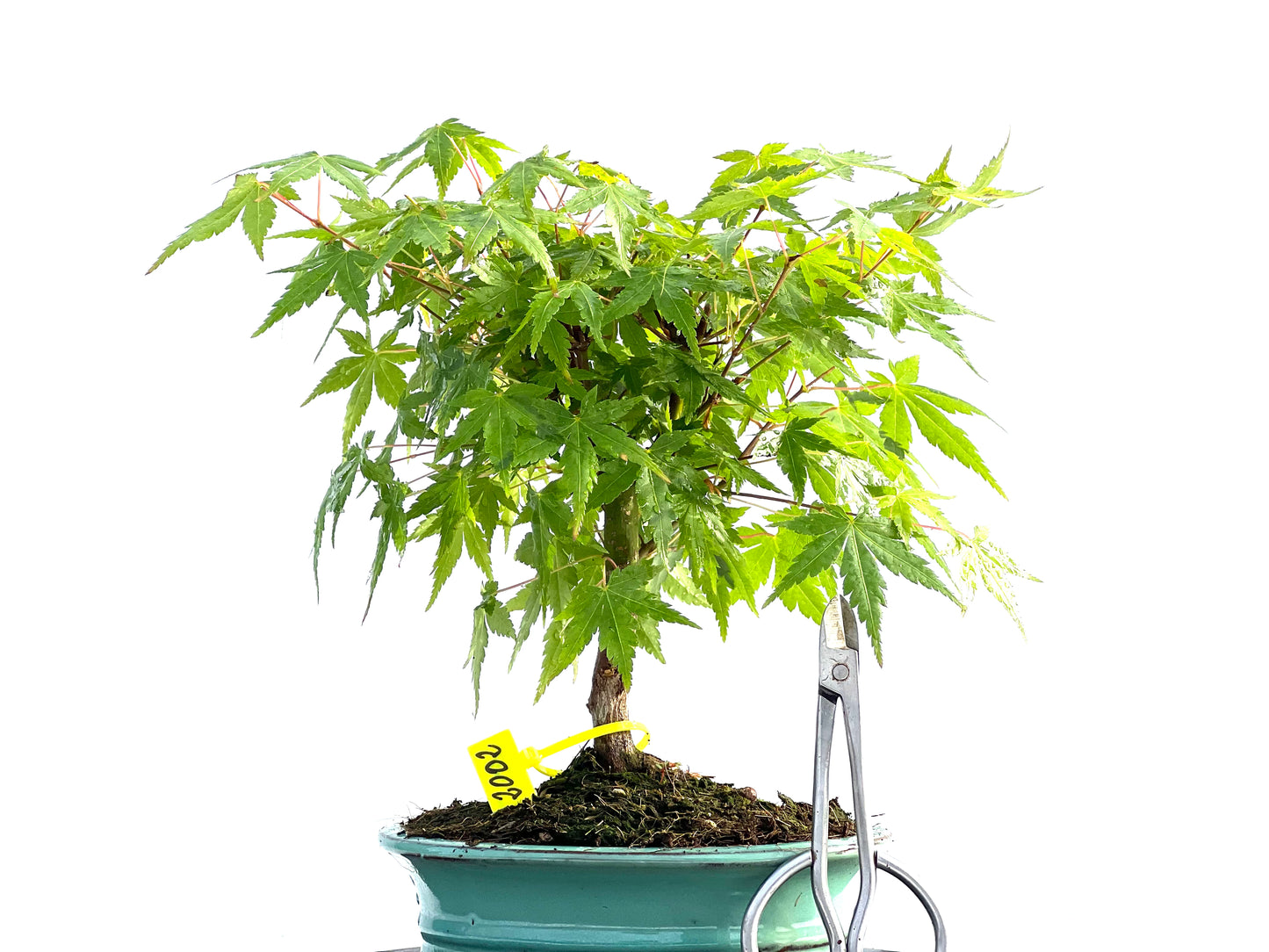 Acer Palmatum 2002