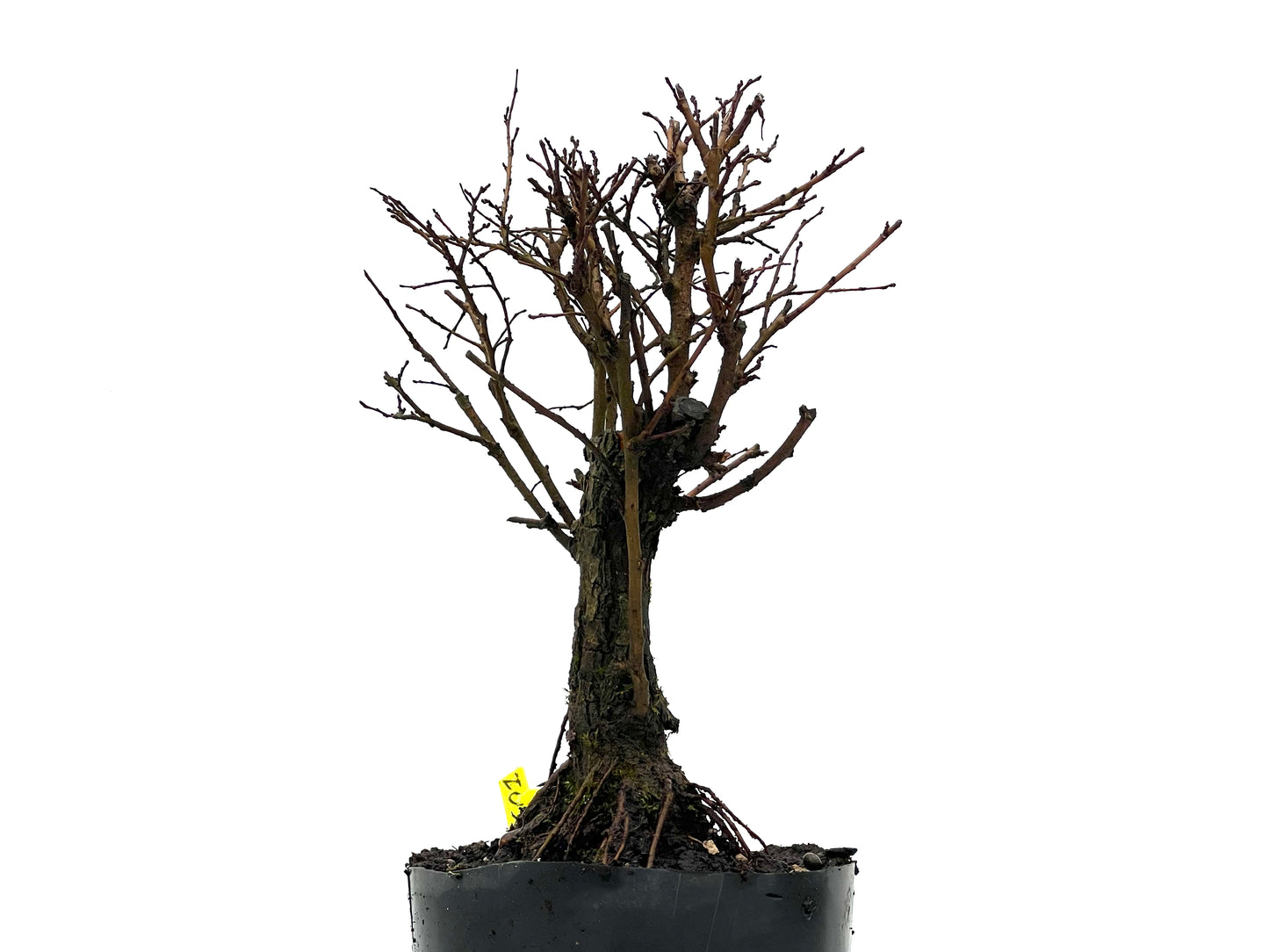 Olmo Nire Keyaki 3601