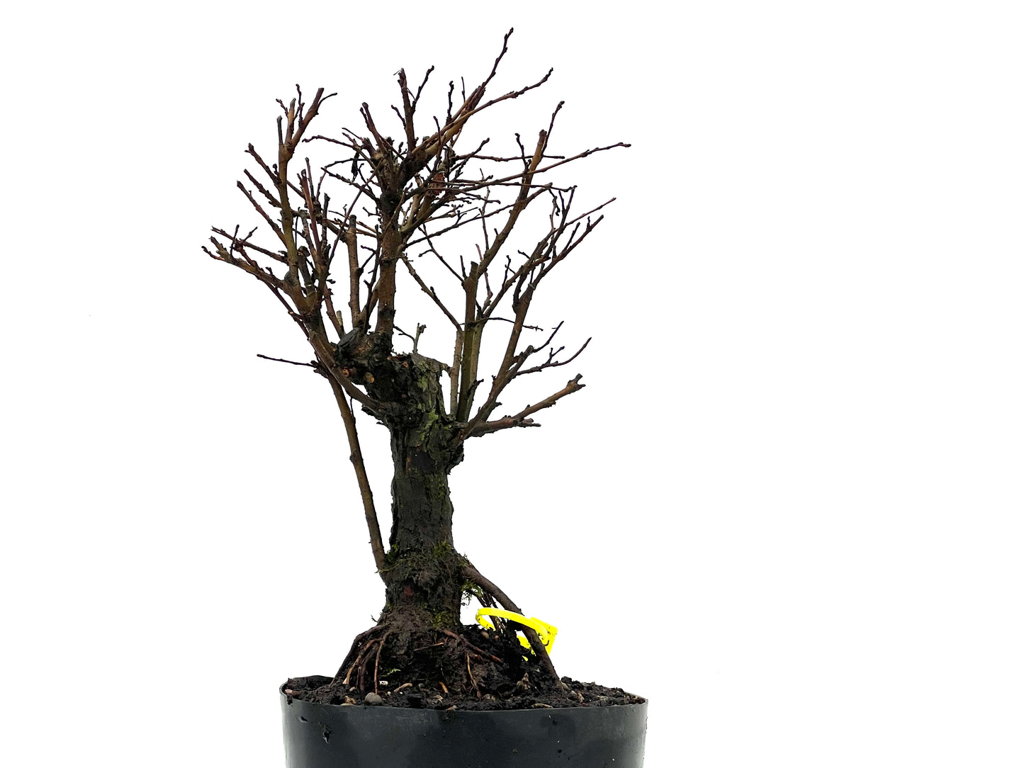 Olmo Nire Keyaki 3601