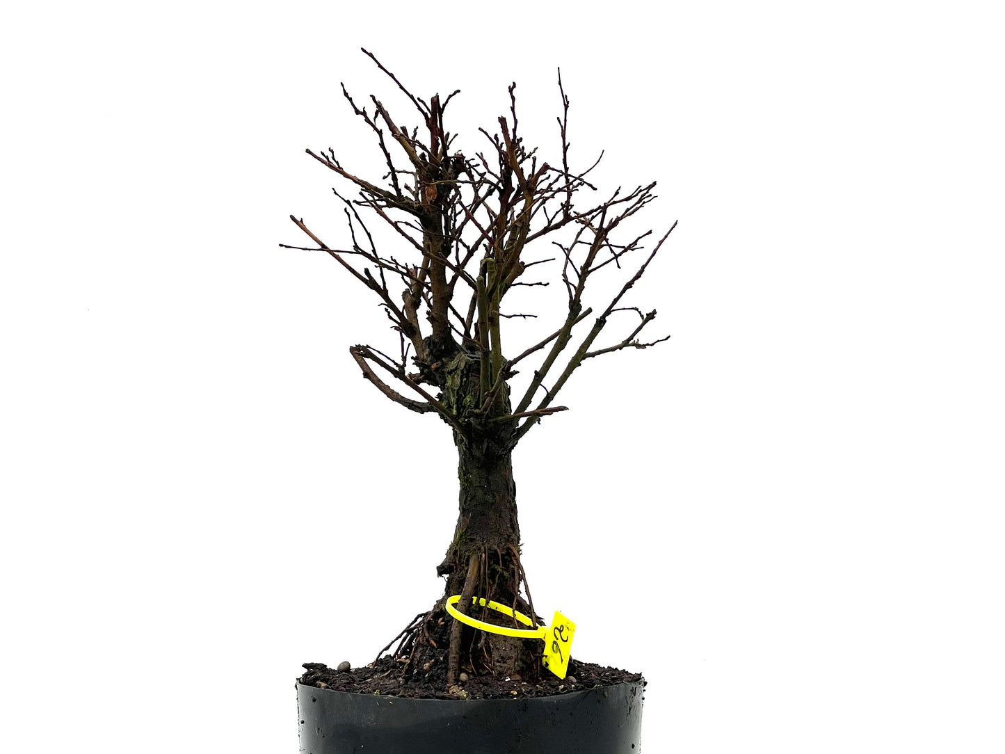 Olmo Nire Keyaki 3601