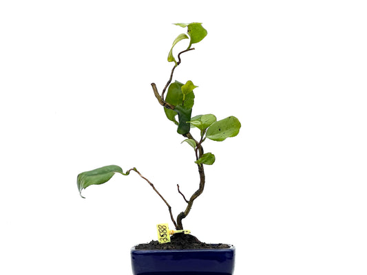 Camelia Japonica 3588