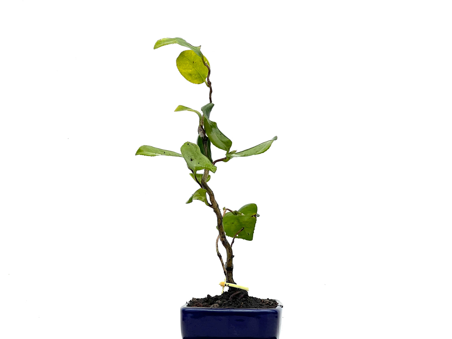 Camelia Japonica 3588