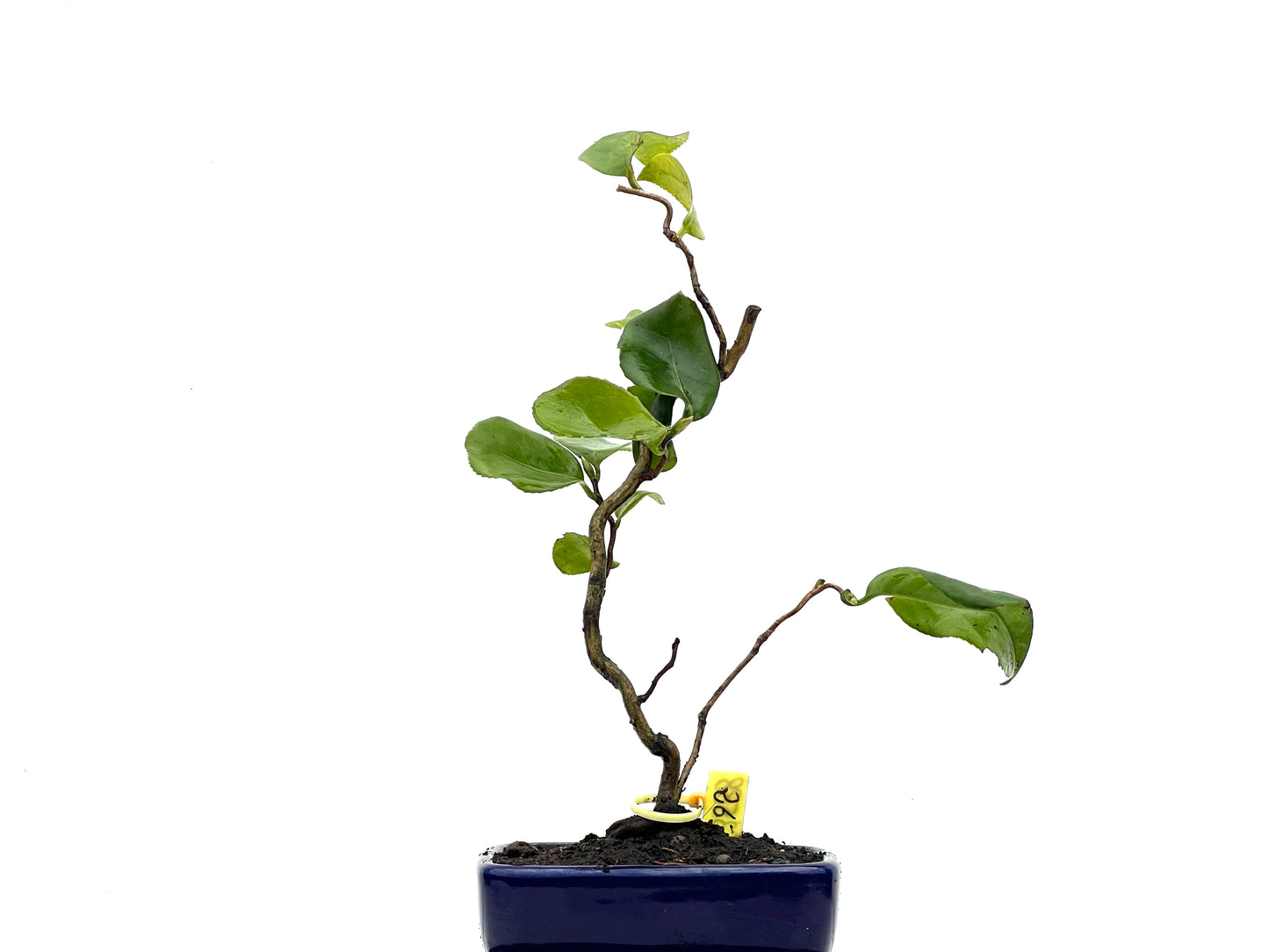 Camelia Japonica 3588
